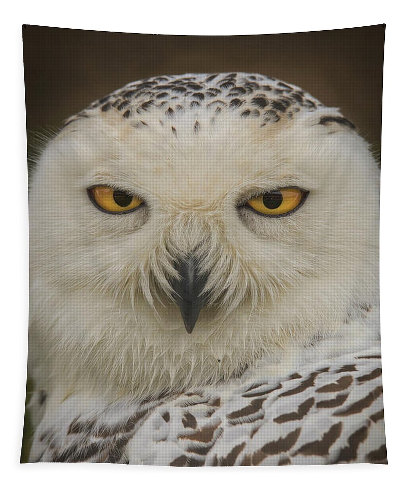 .  The Eyes Have It..owl Tapestry featuring the photograph The Eyes Have It. by Mitch Shindelbower