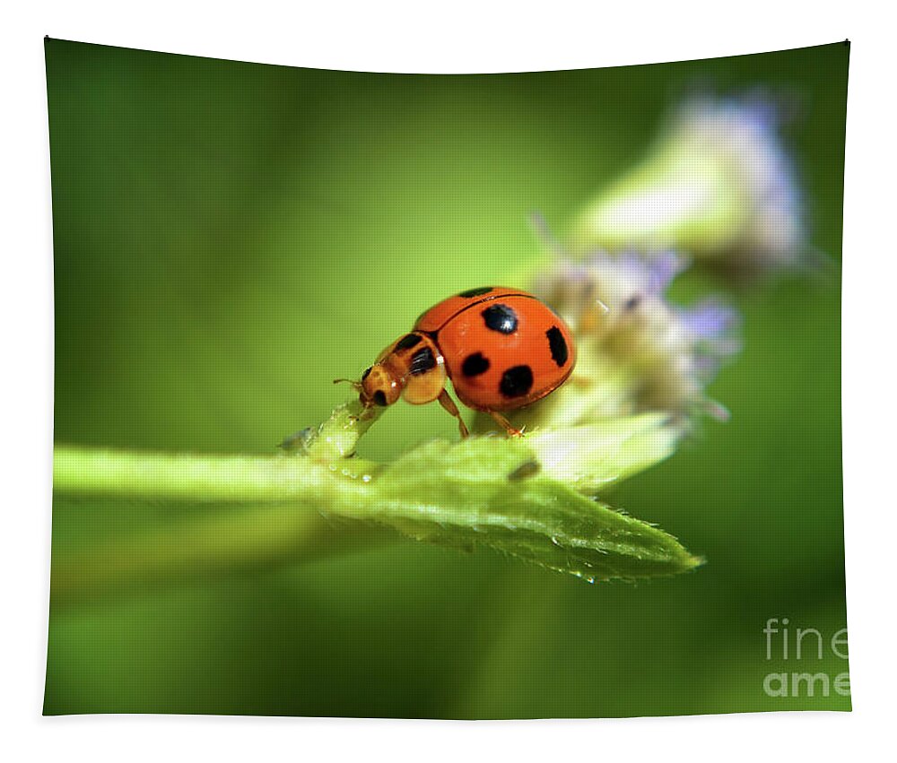 Michelle Meenawong Tapestry featuring the photograph The Little Ladybug by Michelle Meenawong