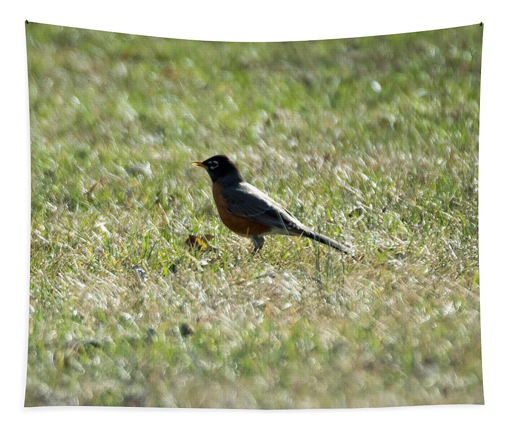American Robin Tapestry featuring the photograph The Lone Robin by Holden The Moment