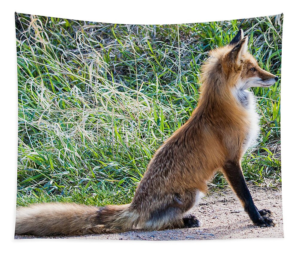 Red Fox Tapestry featuring the photograph The Lookout by Mindy Musick King