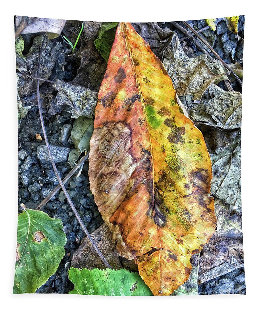 Autumn Tapestry featuring the photograph The Measure of Leaves by Kerri Farley