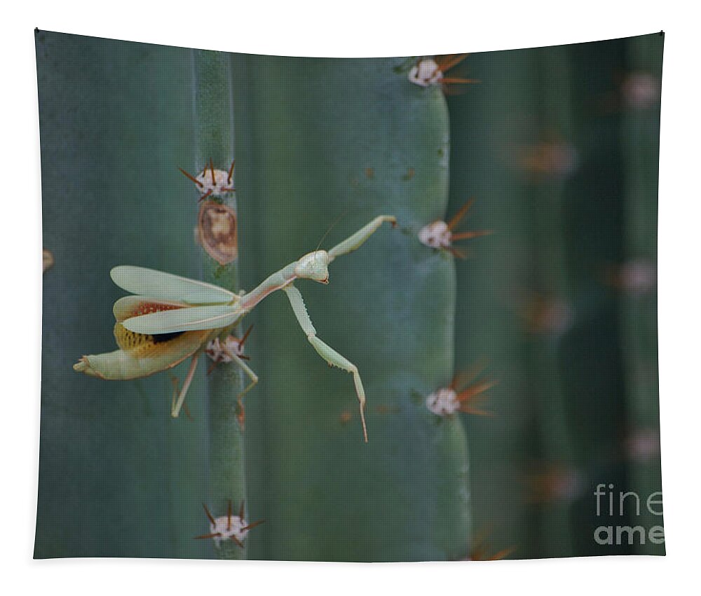 Insect Tapestry featuring the photograph The Praying Mantis by Donna Greene