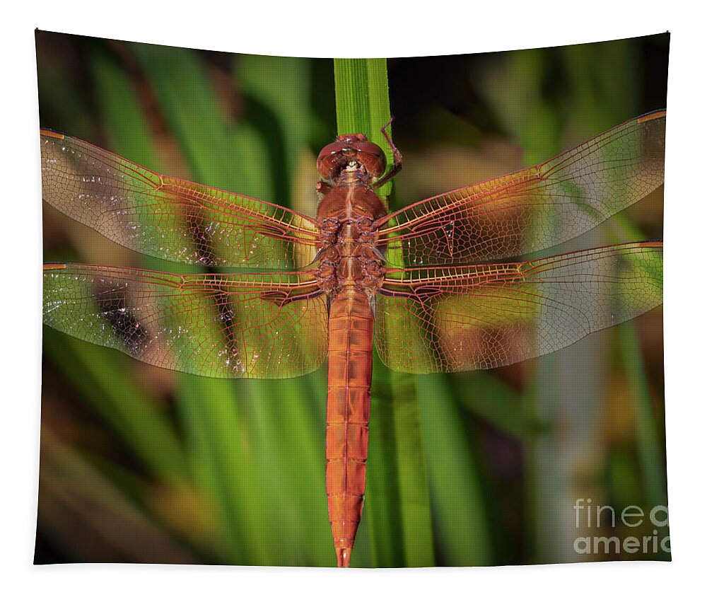 The Red Skimmer Dragonfly Tapestry featuring the photograph The Red Skimmer Dragonfly by Mitch Shindelbower