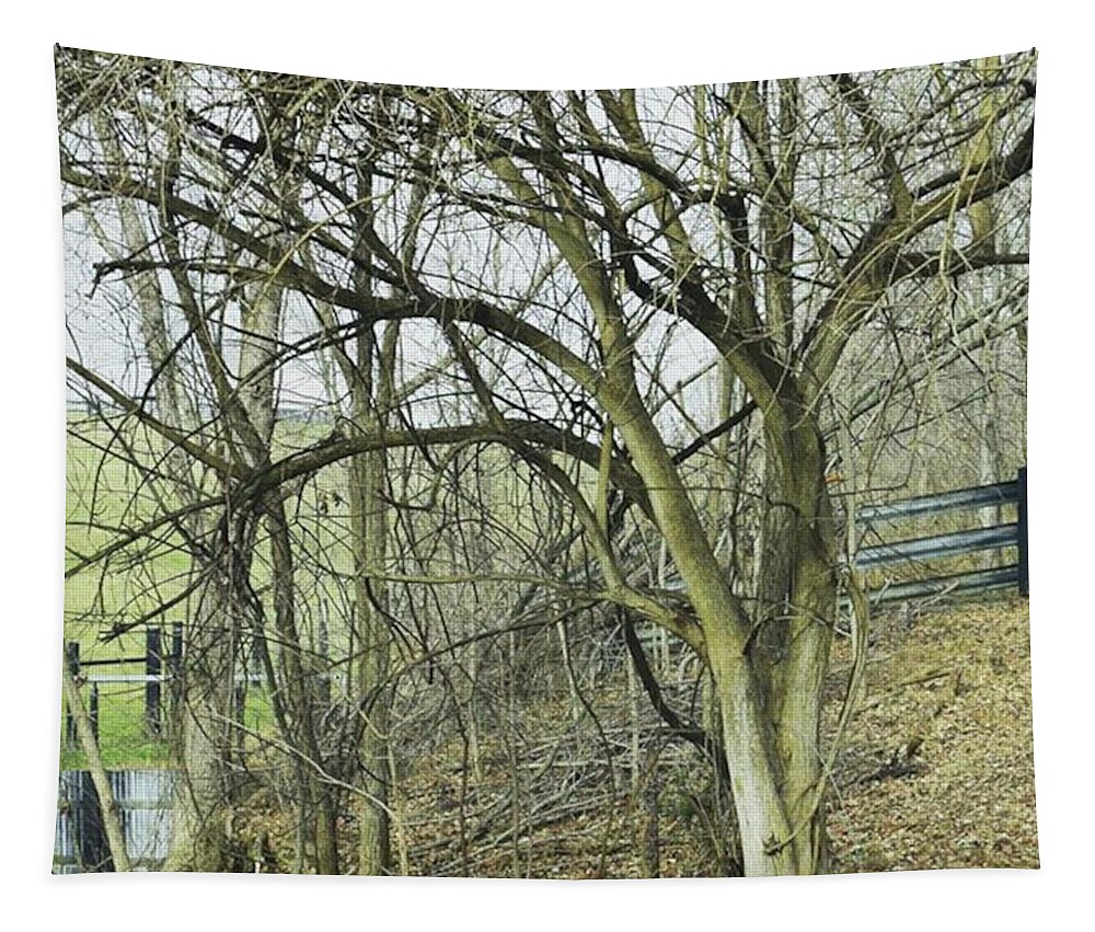  Tapestry featuring the photograph the Seasons Change And You Change by Cigrid Fenwick
