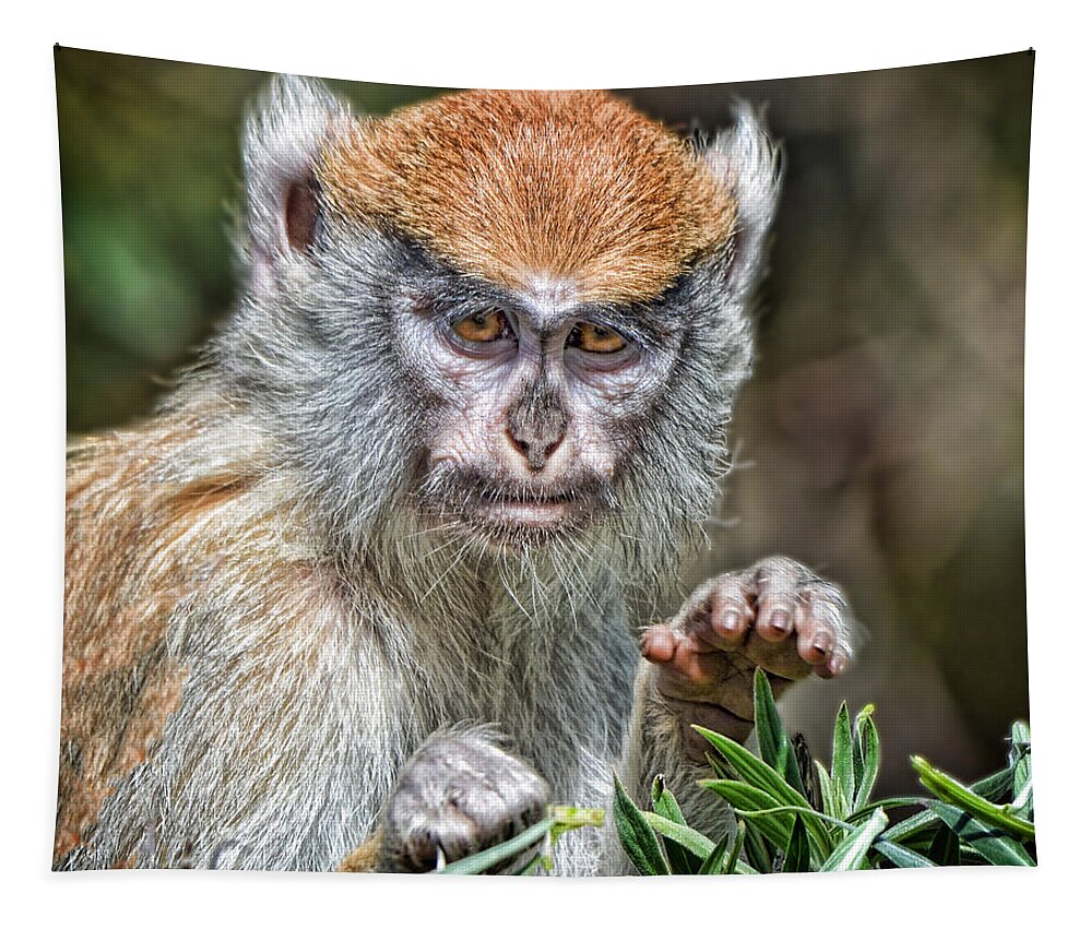 Patas Monkey Tapestry featuring the photograph The Stare A Baby Patas Monkey by Jim Fitzpatrick