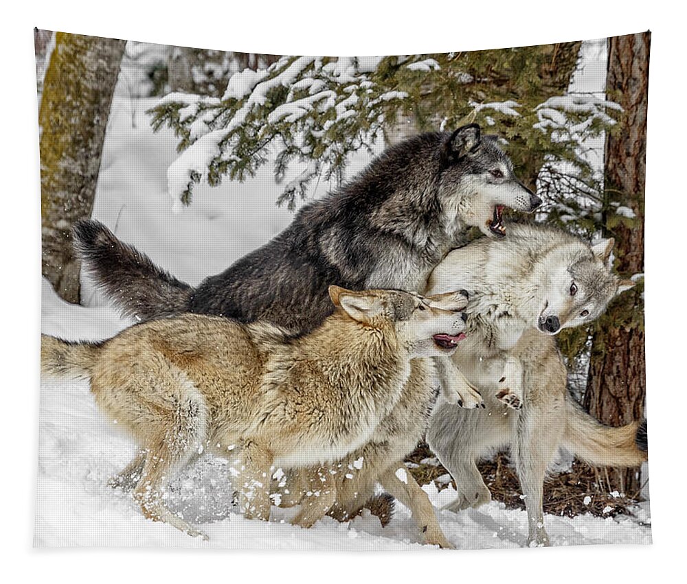The Wolf Pack Tapestry featuring the photograph The Wolf Pack by Wes and Dotty Weber