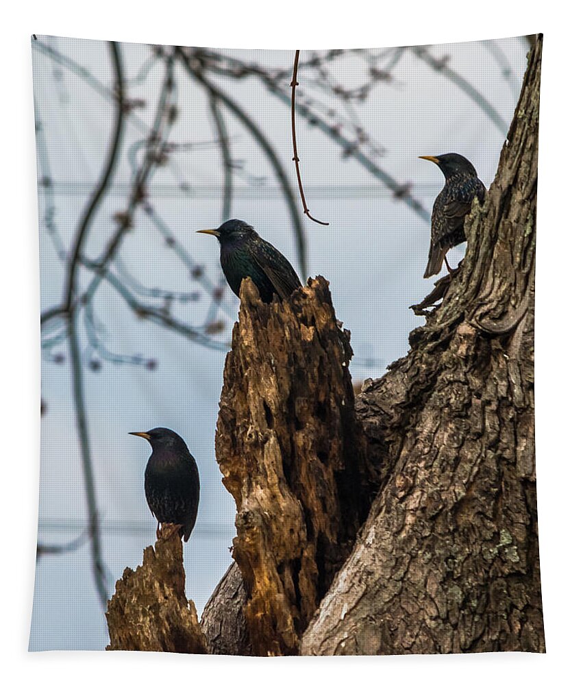 European Starlings Tapestry featuring the photograph These Three Starlings by Holden The Moment