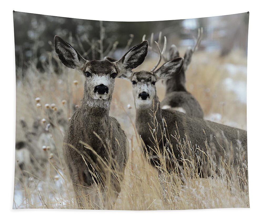 Images Of Rae Ann M. Garett- The Deer- Bucked- #wyomingwildlife- Malodor- Whitetail-wintering Deer- Wyoming- Tapestry featuring the photograph They guided him to heaven by Rae Ann M Garrett