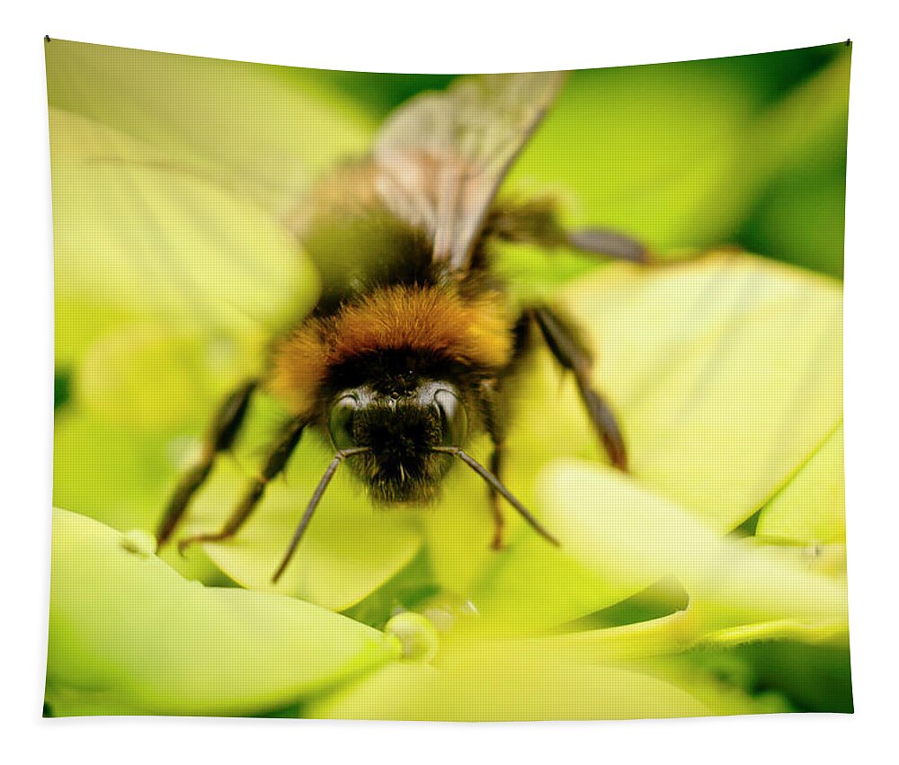 Bee Tapestry featuring the photograph Thirsty Bumble Bee. by Elena Perelman