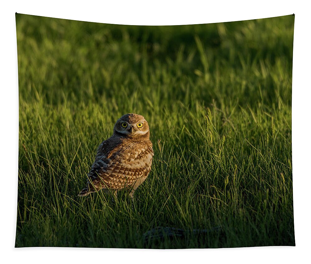 Sunset Tapestry featuring the photograph Those Big Eyes At Sunset by Yeates Photography