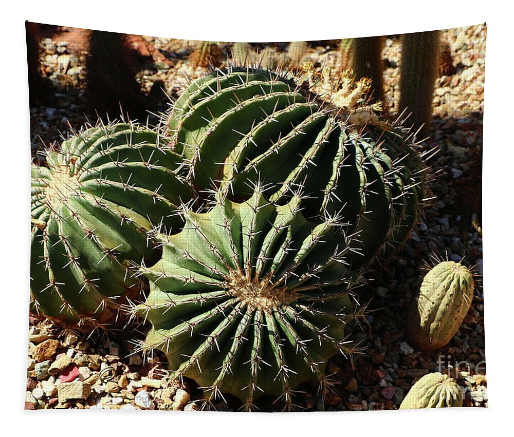 Cactus Tapestry featuring the photograph Three Amigos by Christiane Schulze Art And Photography