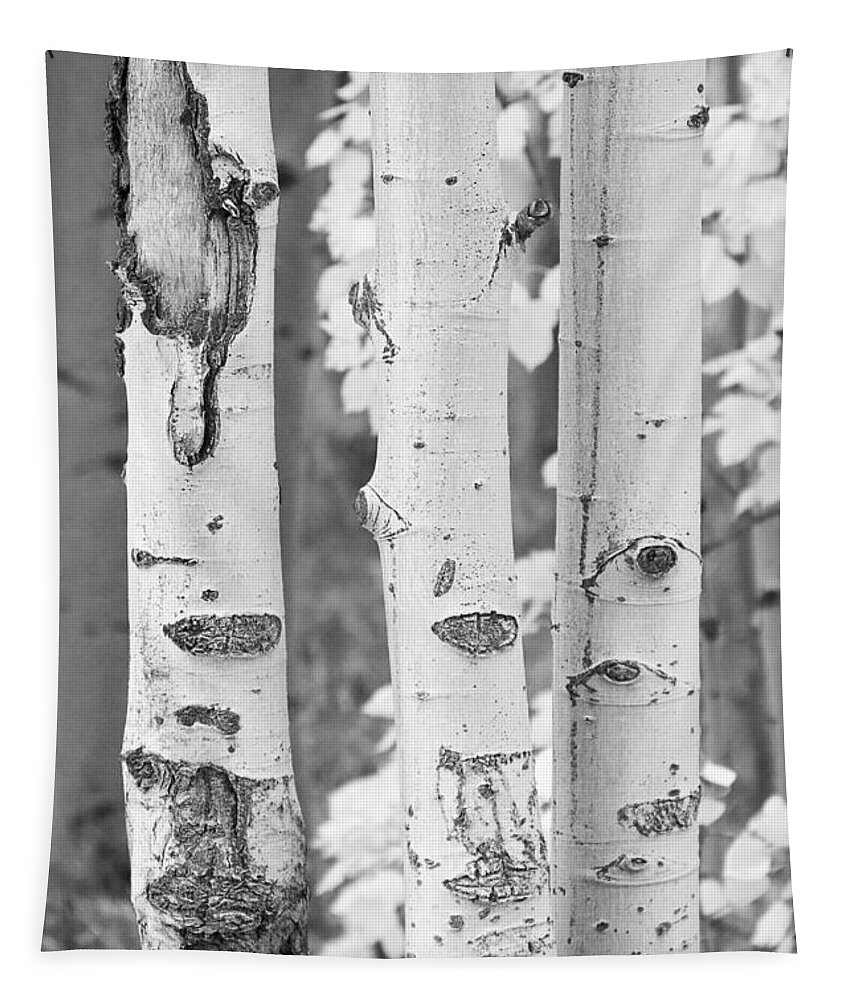 Trees Tapestry featuring the photograph Three Aspens In Black and White by James BO Insogna