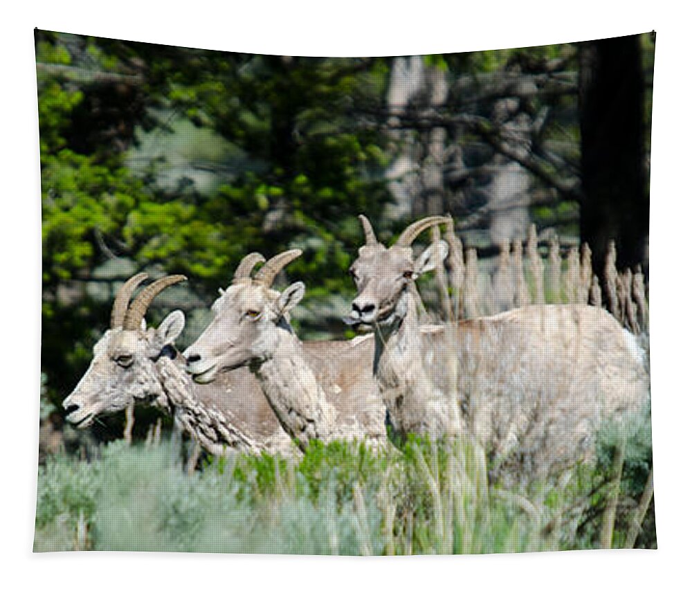 Animals Tapestry featuring the photograph Three Big Horn Sheep by Crystal Wightman