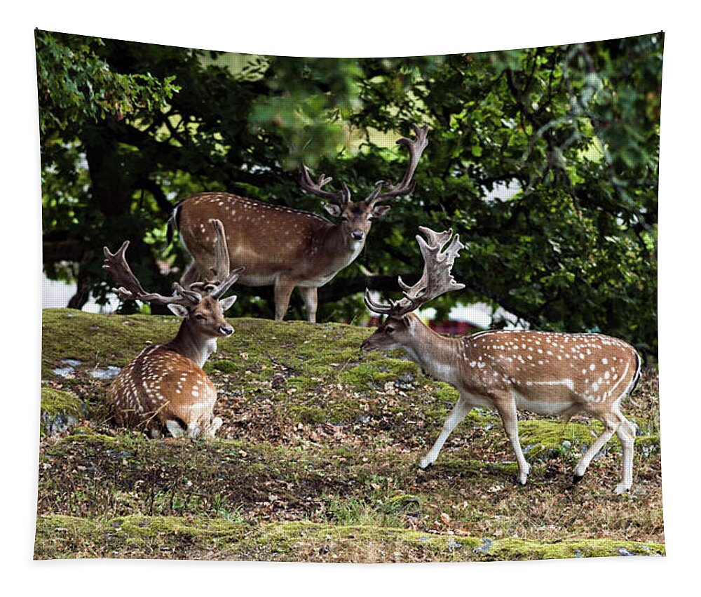 Three Fallow Deer Bucks Tapestry featuring the photograph Three Bucks by Torbjorn Swenelius
