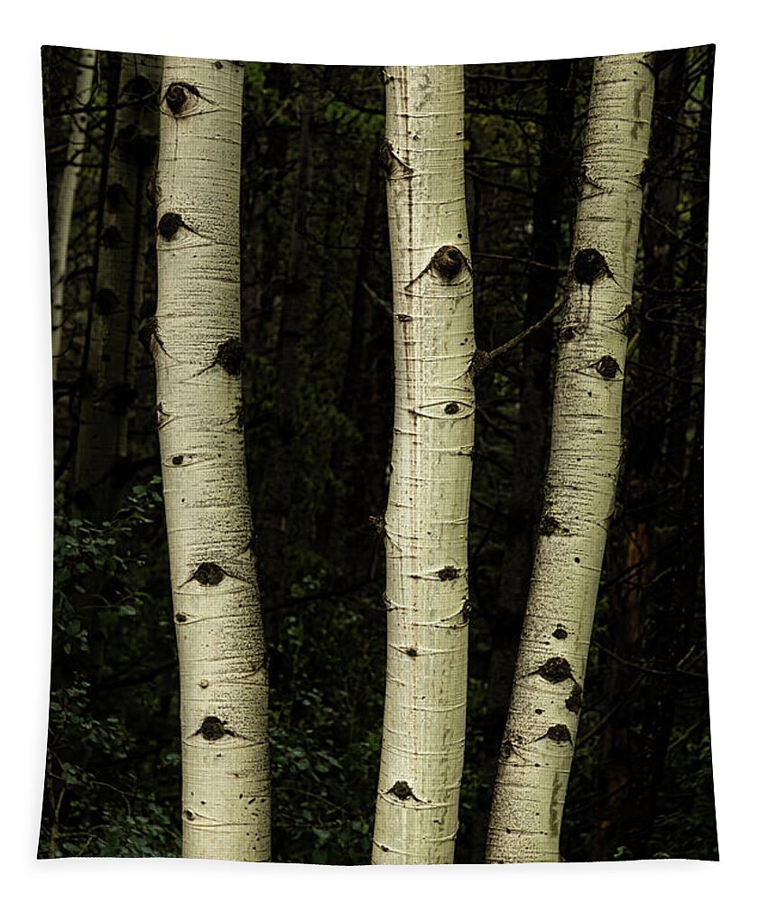 Aspen Trees Tapestry featuring the photograph Three Pillars Of The Forest by James BO Insogna