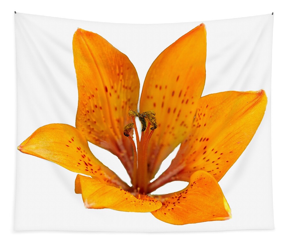 Finland Tapestry featuring the photograph Tiger lily 1 trasparent by Jouko Lehto