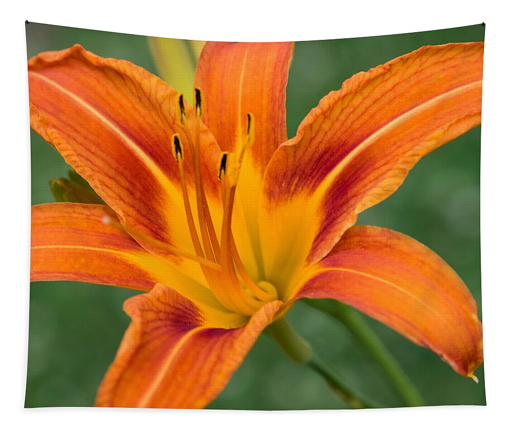 Daylily Tapestry featuring the photograph Daylily by Holden The Moment