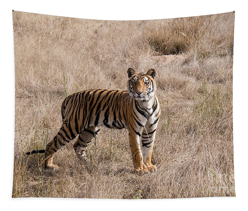 Wild Tiger Tapestry featuring the photograph Tiger, Tiger by Paulette Sinclair