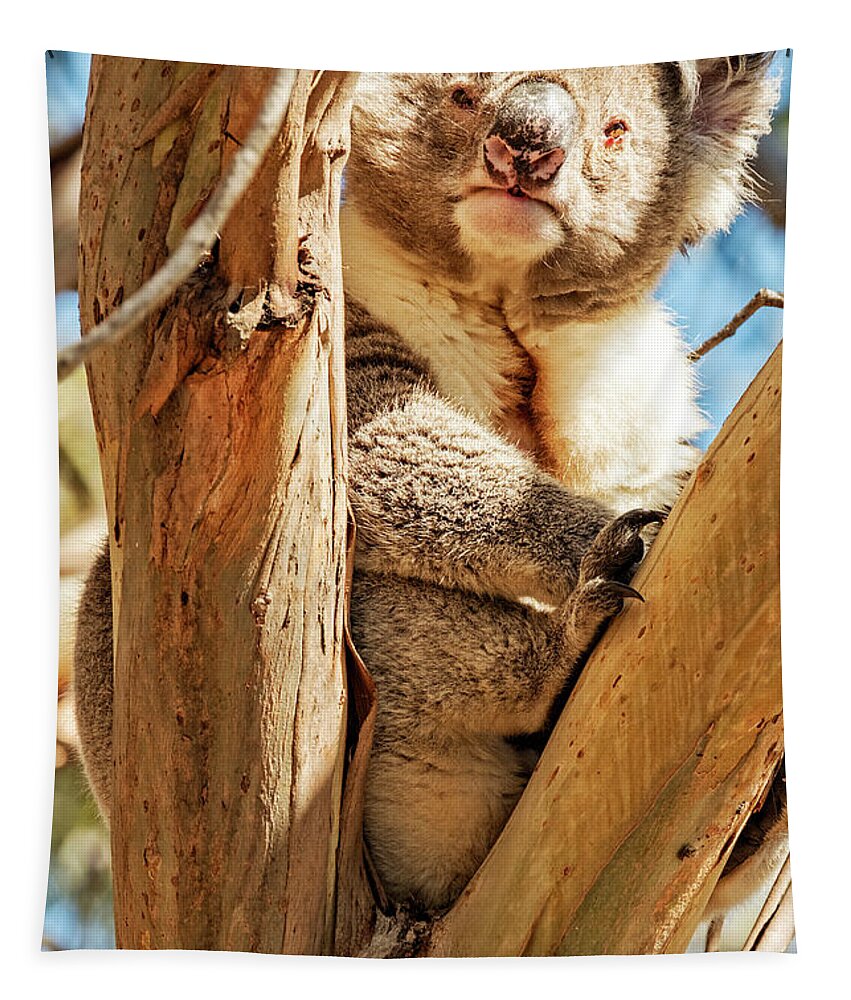 Koala Tapestry featuring the photograph Tight Fit by Catherine Reading