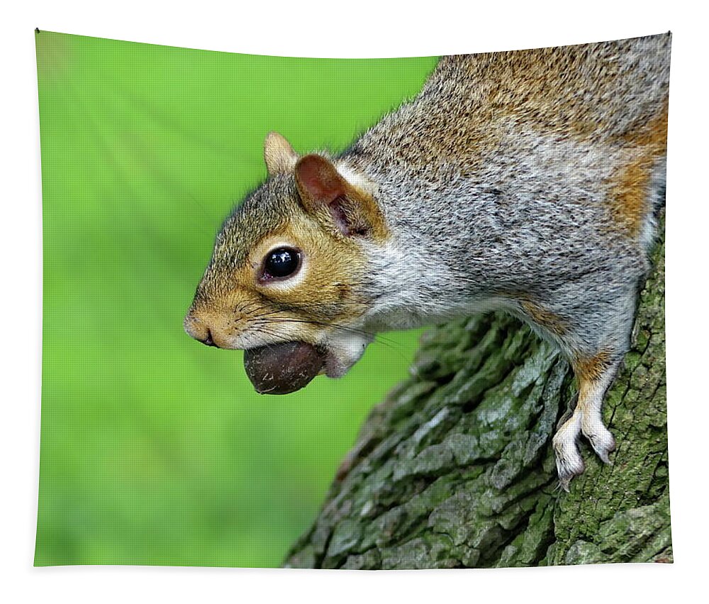 Grey Squirrel Tapestry featuring the photograph Time to Lay in Store for the Winter by Lyuba Filatova