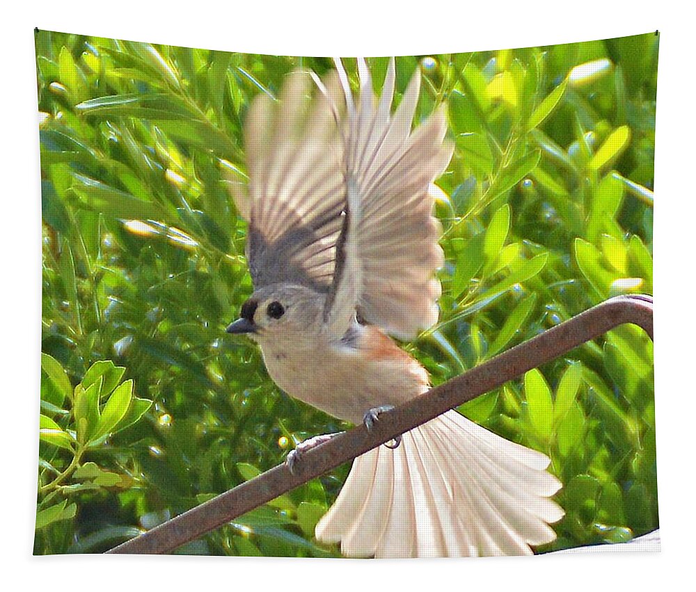 Tufted Titmouse Tapestry featuring the photograph Titmouse Takeoff by Kathy Kelly