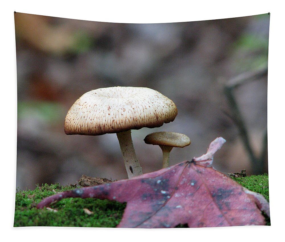 Toad Stool Tapestry featuring the photograph Toad Stool IV by Creative Solutions RipdNTorn