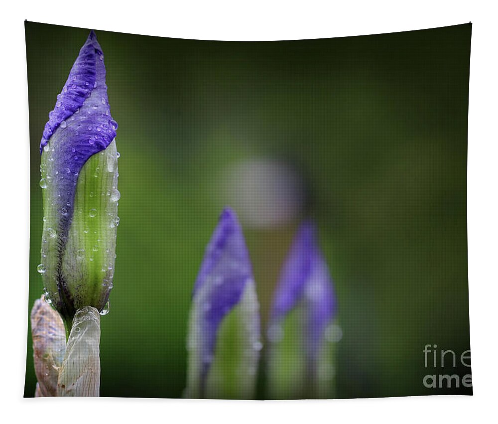 Flower Tapestry featuring the photograph Tomorrrow's Iris by Karen Adams