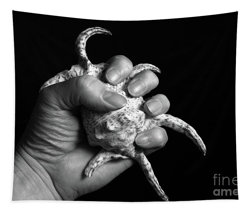 Shell Tapestry featuring the photograph Touch Series - shells by Nicholas Burningham