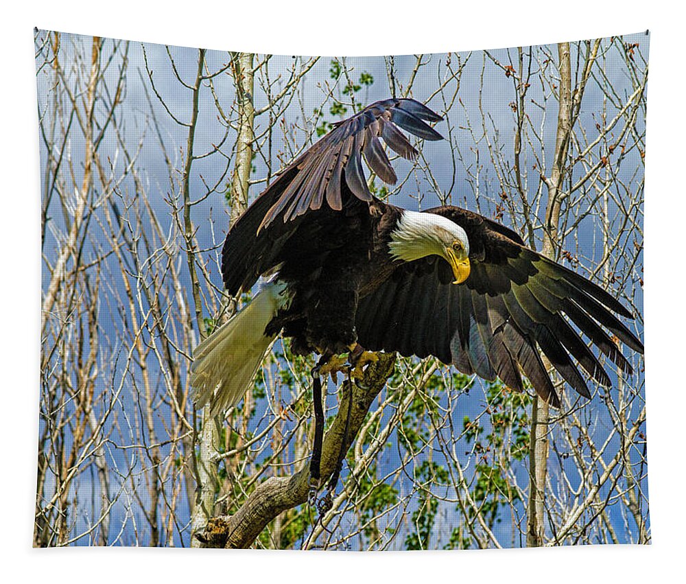 Bald Eagle Tapestry featuring the photograph Touchdown by Alana Thrower