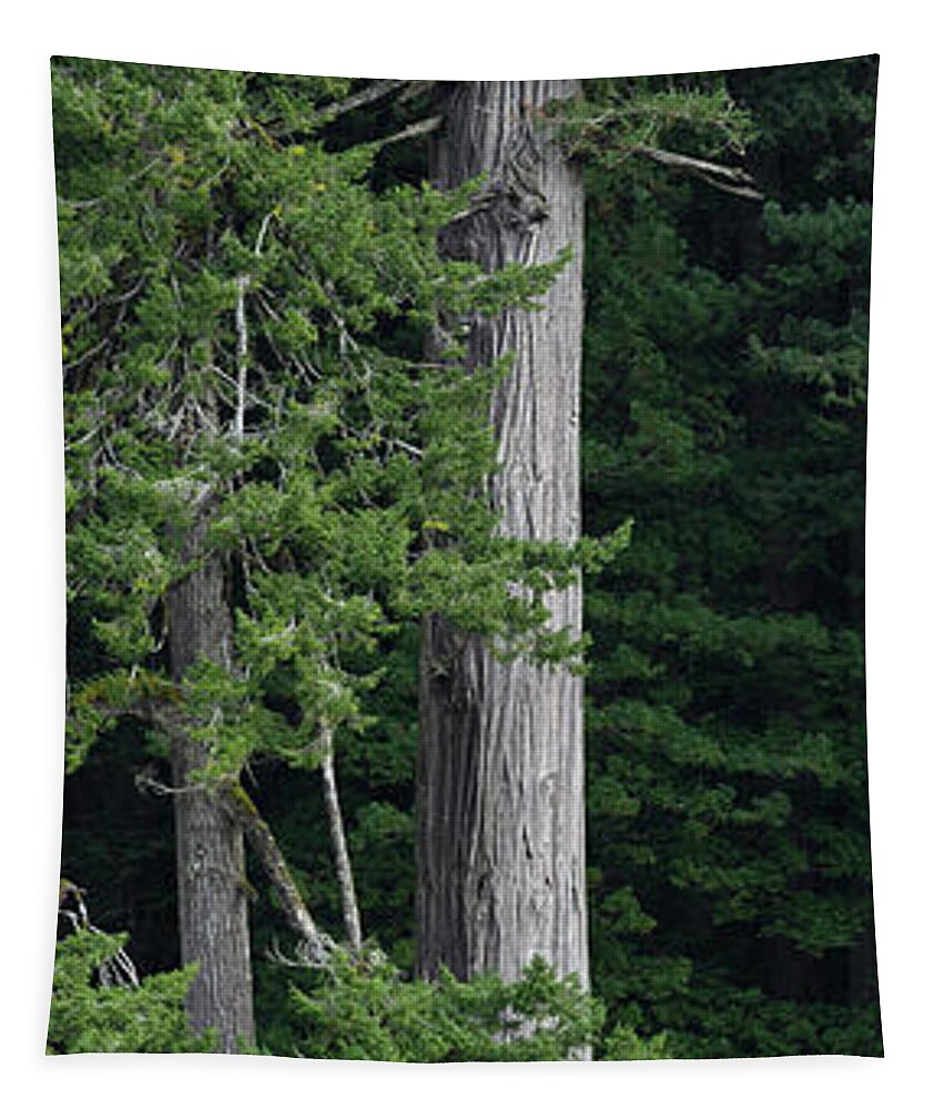 Redwoods Tapestry featuring the photograph Towering by Greg Nyquist