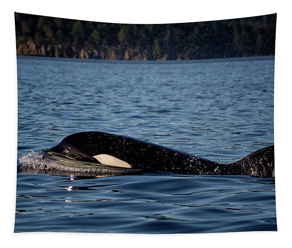 Orca Tapestry featuring the photograph Transient by Randy Hall