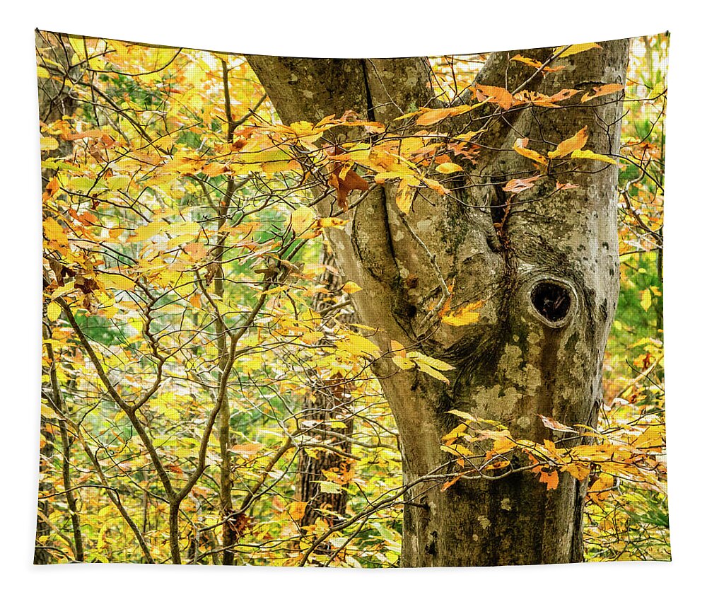 Tree Tapestry featuring the photograph Tree Hollow by Frank Winters