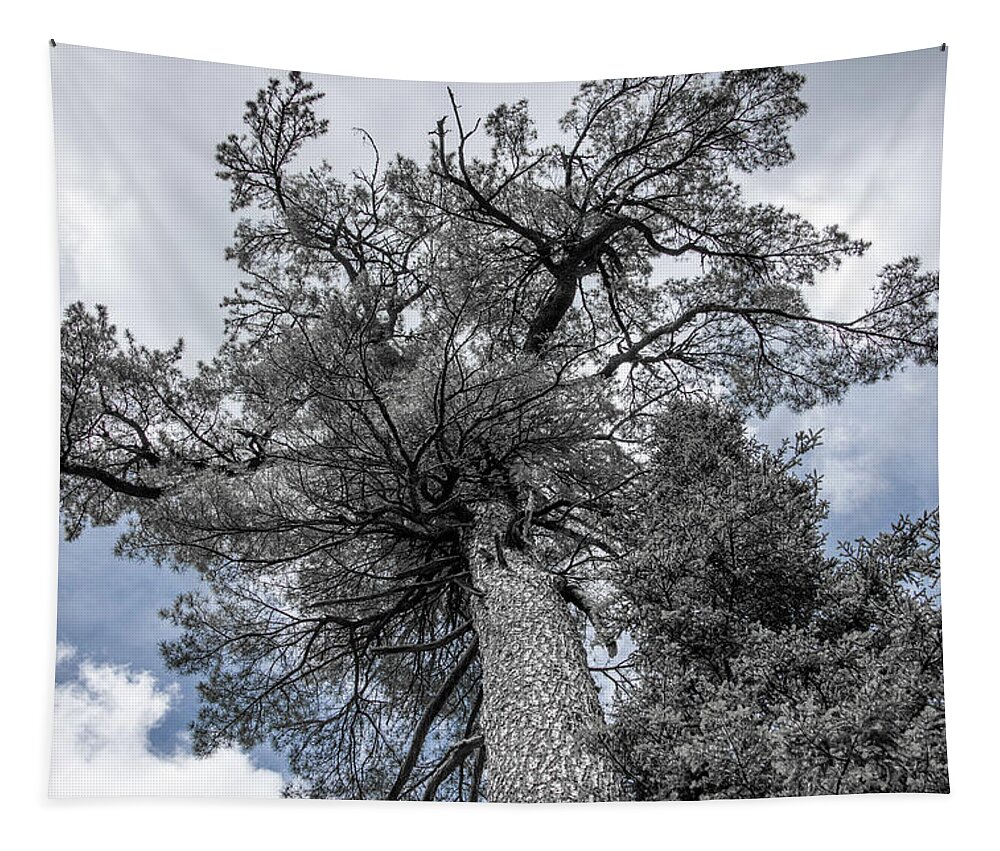 Tree Tapestry featuring the photograph Tree in Agawa Canyon by Kathy Paynter