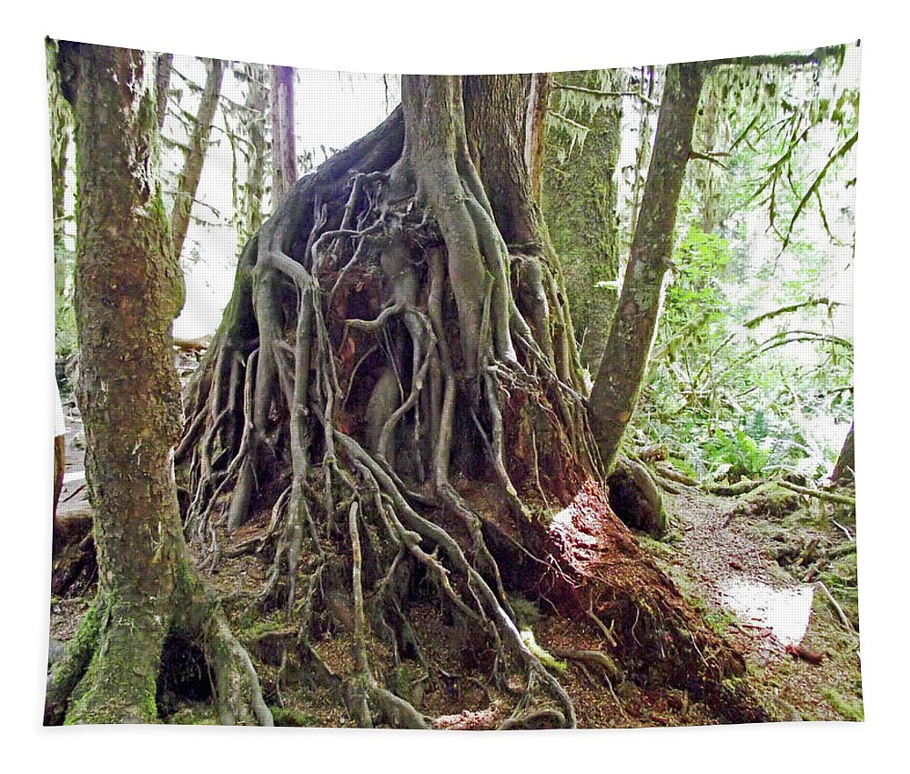 Tree Roots In Hoh Rain Forest In Olympic National Park Tapestry featuring the photograph Tree Roots in Hoh Rain Forest, Olympic National Park, Washington by Ruth Hager