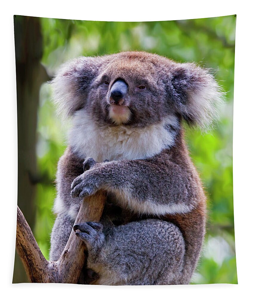 Koala Tapestry featuring the photograph Treetop Koala by Michael Dawson