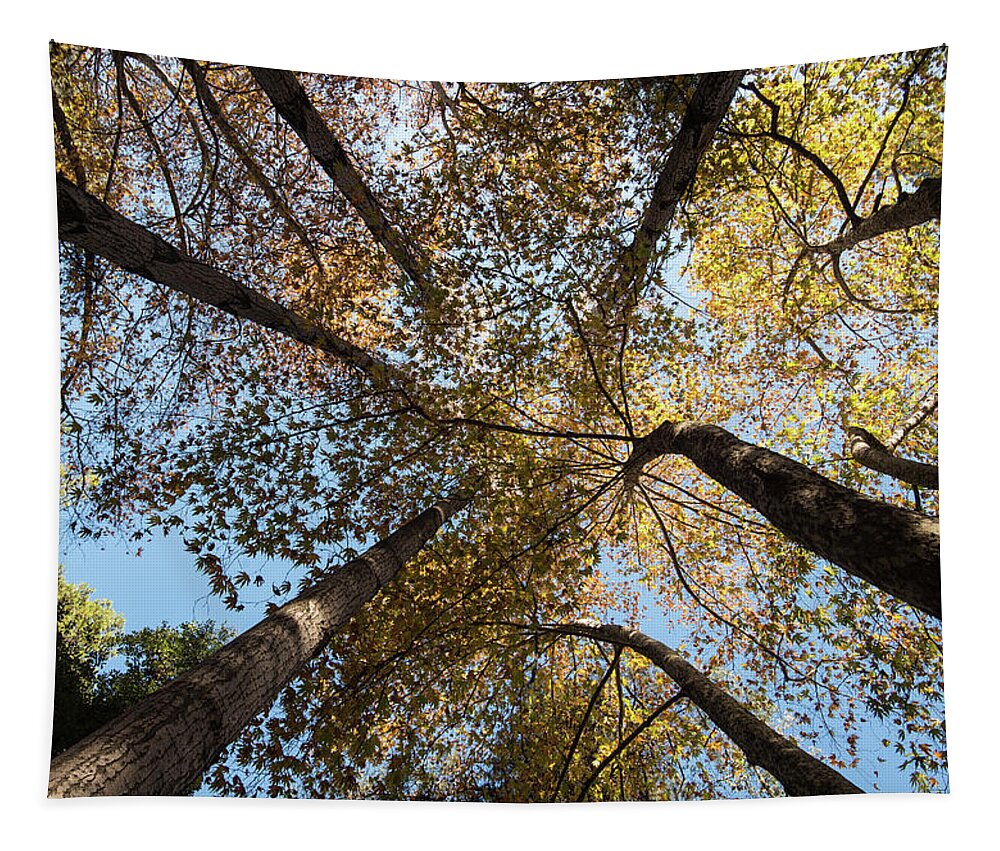 Tree Tapestry featuring the photograph Treetops of maple trees in Autumn by Michalakis Ppalis