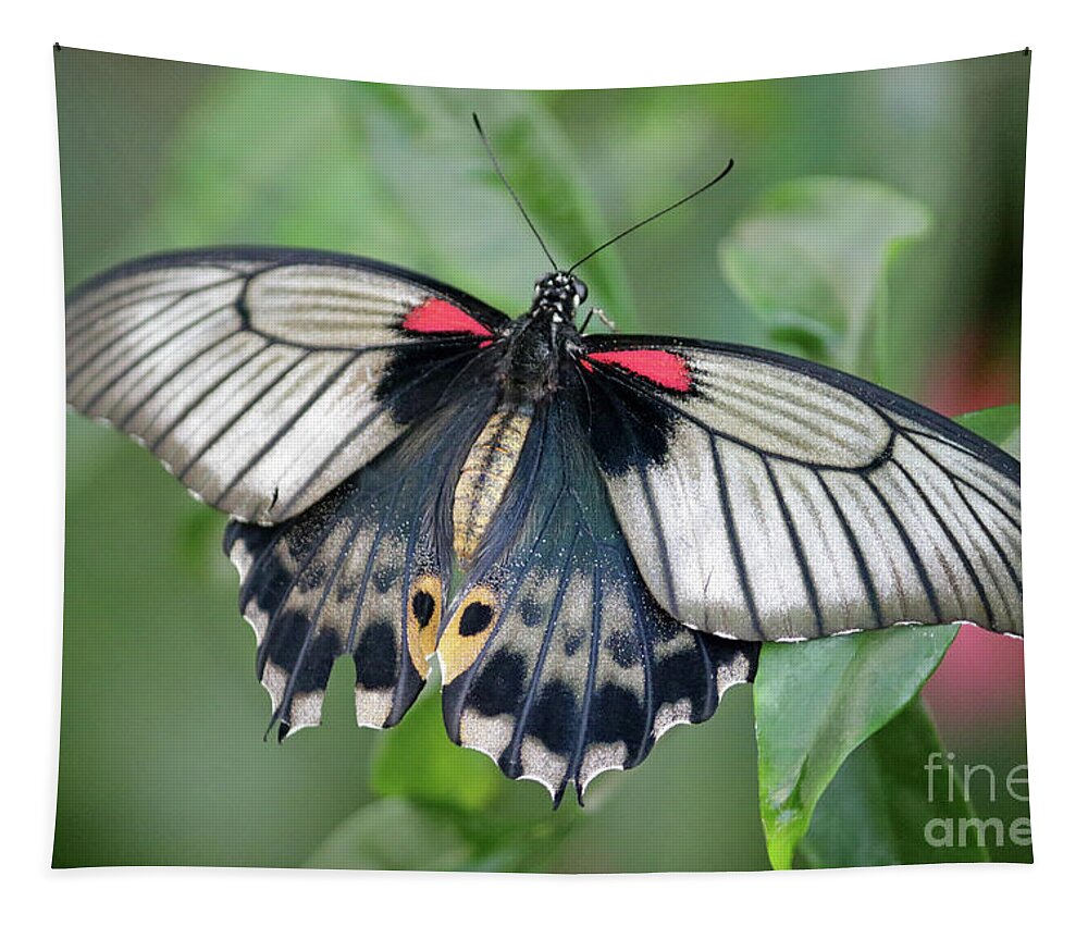 Tropical Butterfly Exotic Tapestry featuring the photograph Tropical butterfly by Julia Gavin