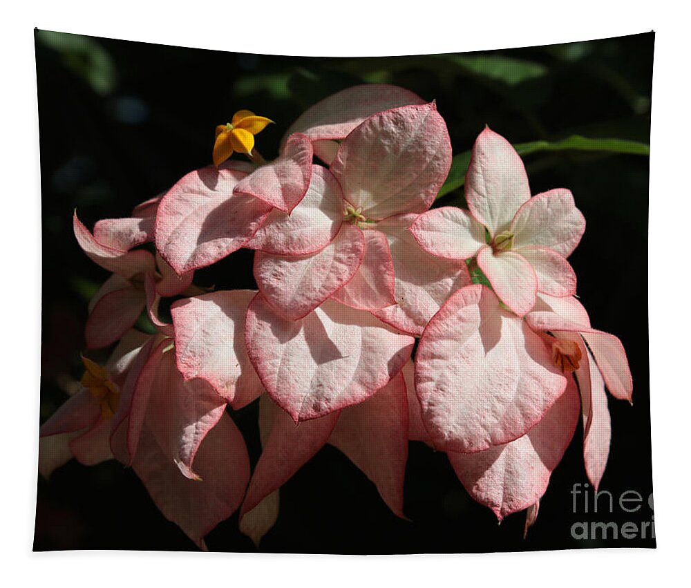 Pink Tropical Dogwood Tapestry featuring the photograph Tropical Dogwood Flower Closeup by Carol Groenen