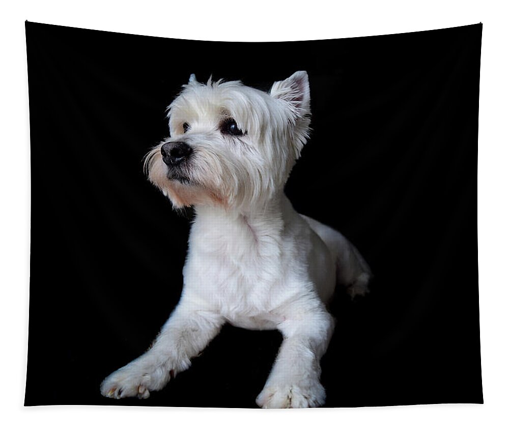 Westie Tapestry featuring the photograph Trot Posing by Nicole Lloyd