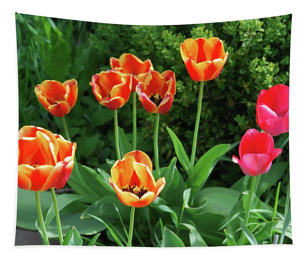Orange Tapestry featuring the photograph Tulip Festival by Ee Photography