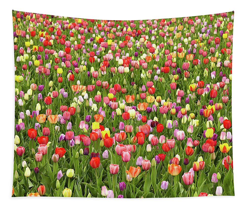 Garden Tapestry featuring the photograph Tulip field by Garden Gate magazine