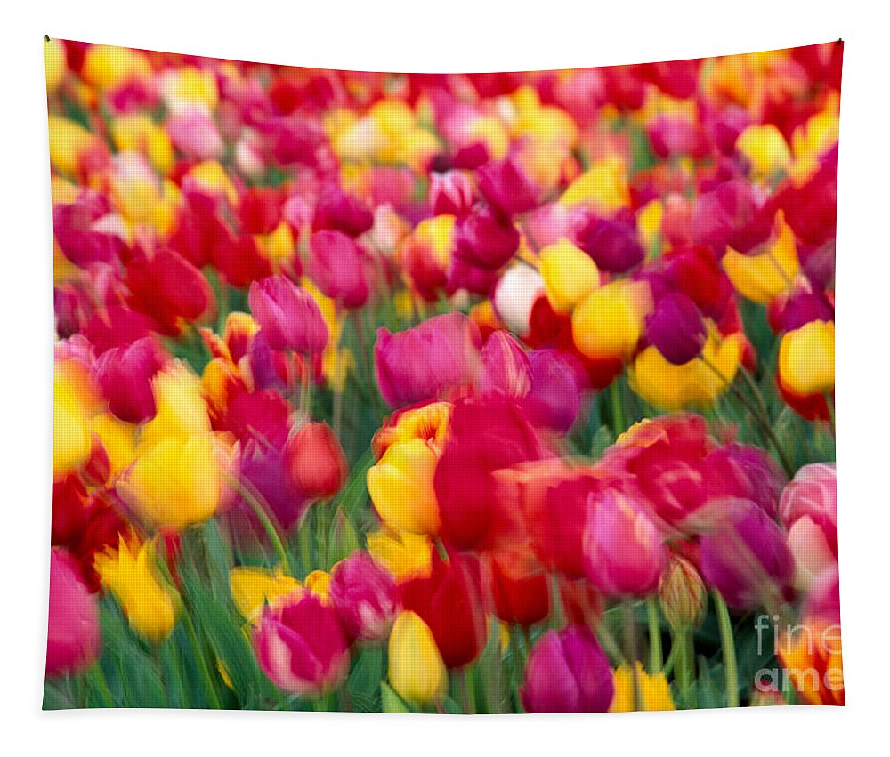 A23c Tapestry featuring the photograph Tulip Flowers Blurred by Greg Vaughn - Printscapes