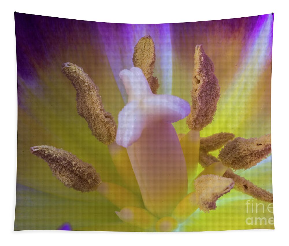 Rainbow Tulips Tapestry featuring the photograph Tulip Macro by Steve Purnell