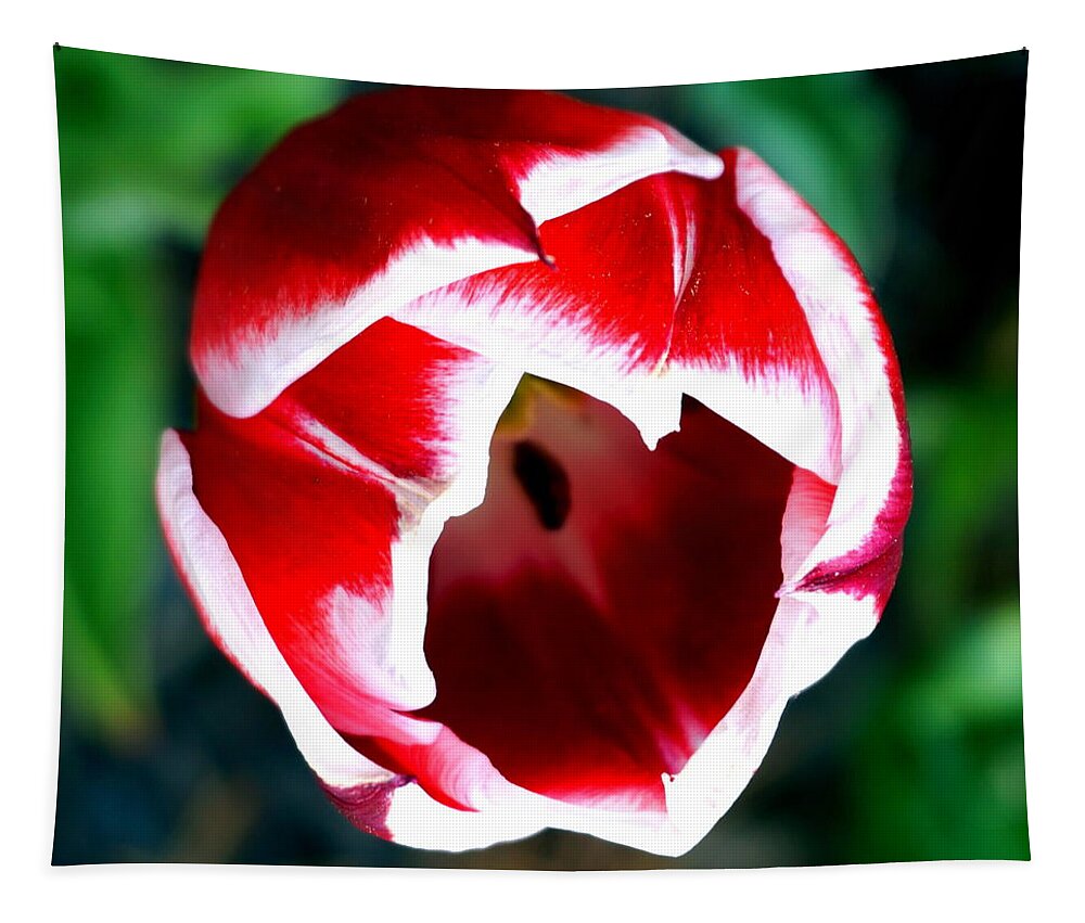 Spring Tapestry featuring the photograph Tulip opening by Katy Hawk