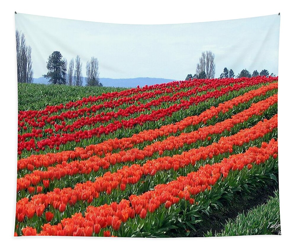 Agriculture Tapestry featuring the photograph Tulip Town 18 by Will Borden