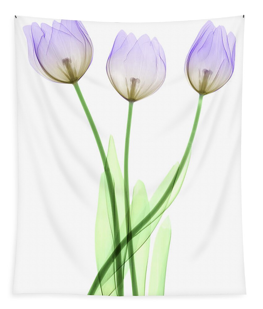 Tulip Tapestry featuring the photograph Tulips, X-ray by Ted Kinsman