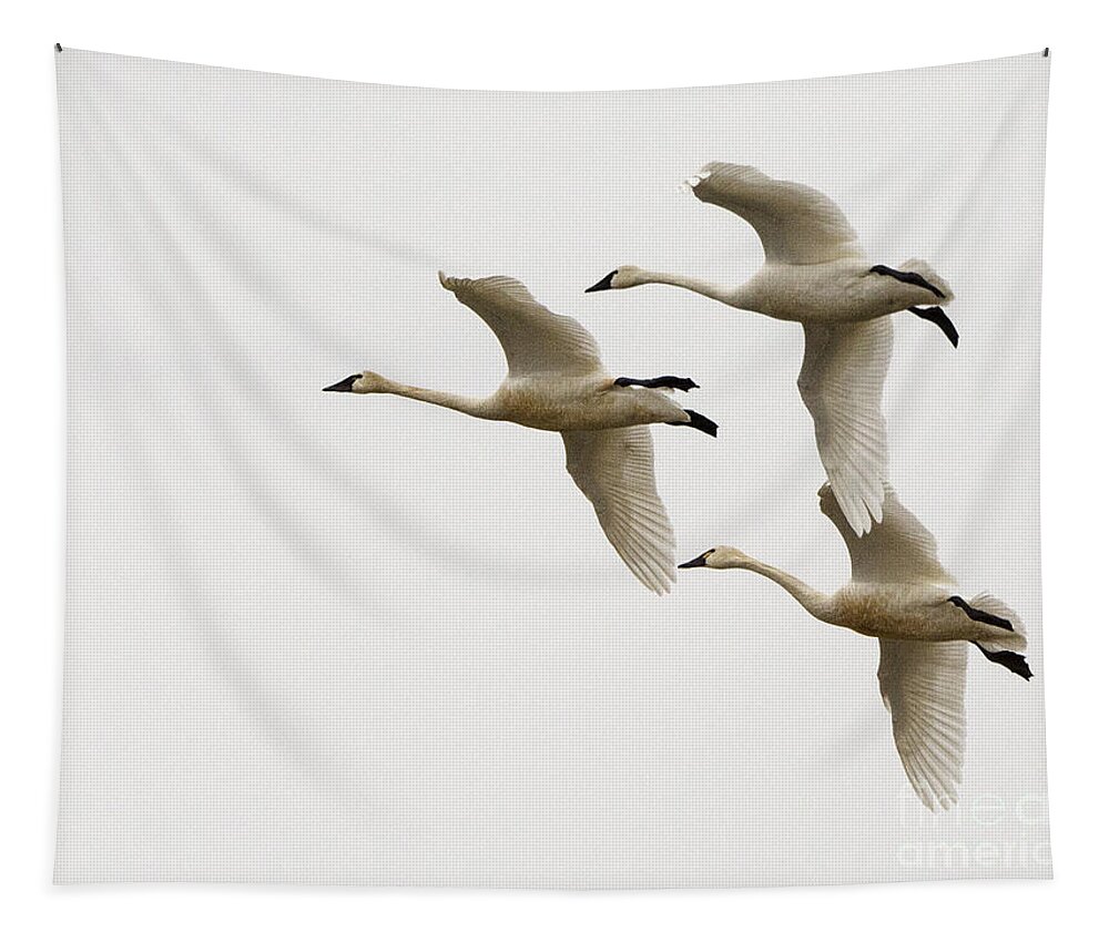 Swan Tapestry featuring the photograph Tundra Swans In Flight 1 by Bob Christopher