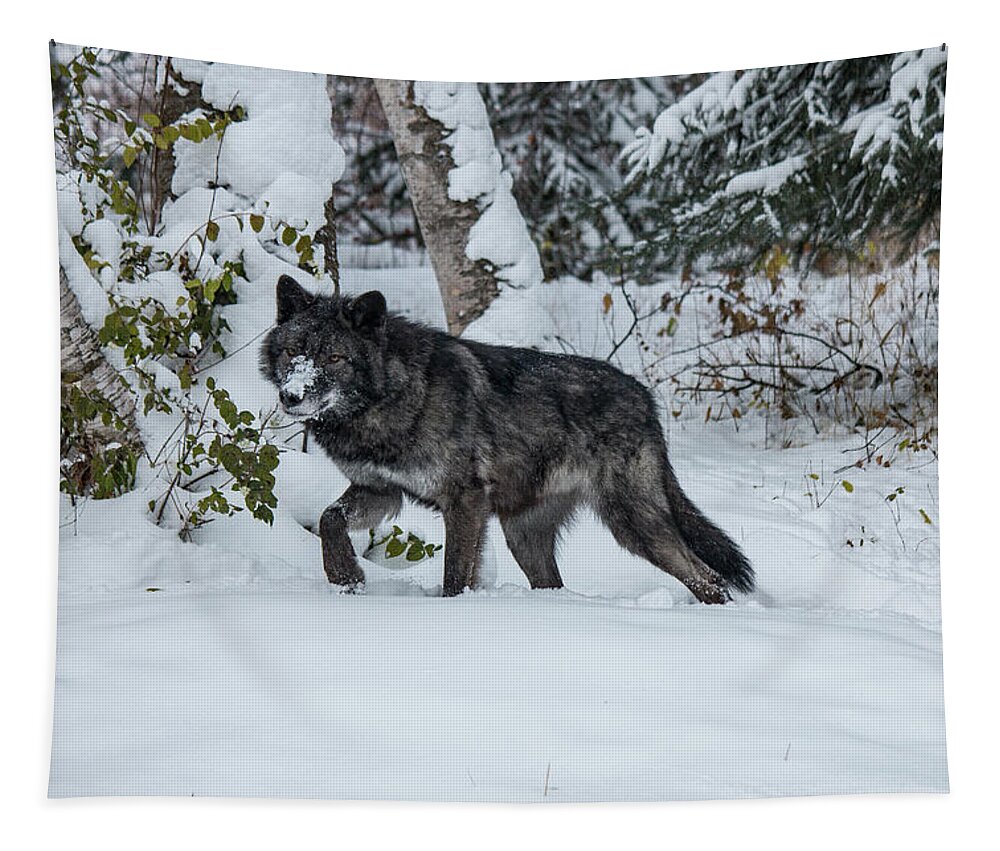 Animal Tapestry featuring the photograph Tundra Wolf 6701 by Teresa Wilson