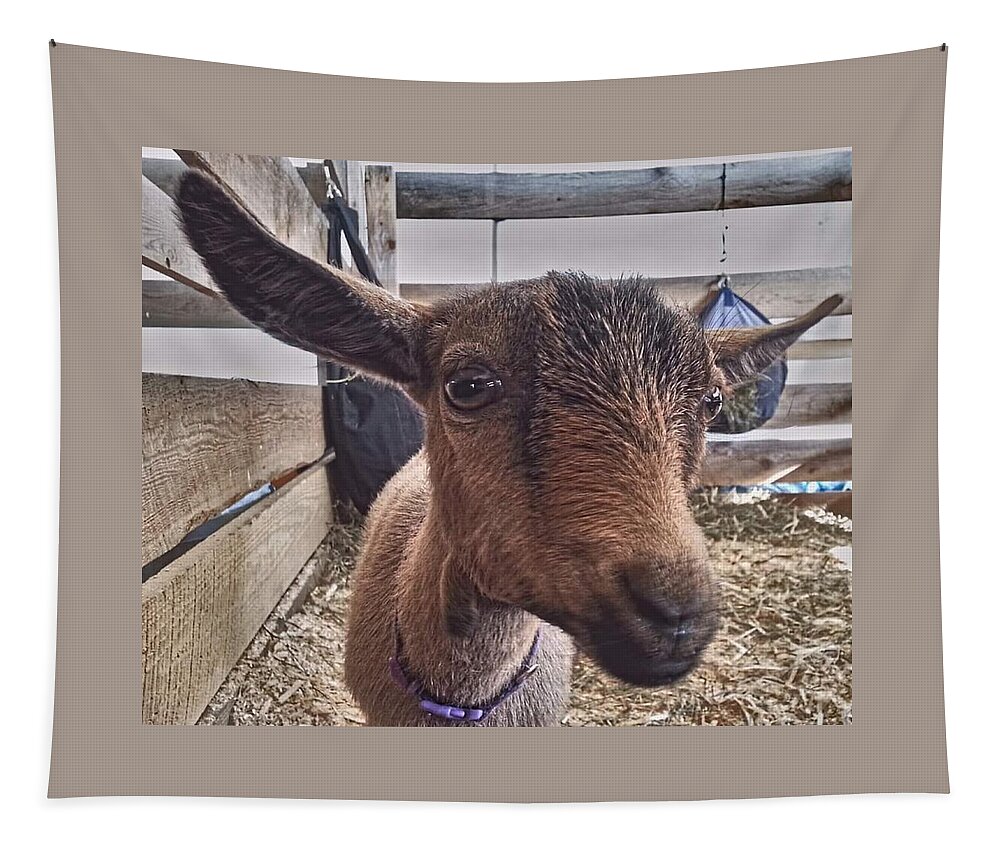 Goat Tapestry featuring the photograph Tuned In by Dani McEvoy