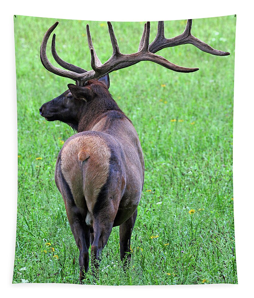 Twelve Point Stud Tapestry featuring the photograph Twelve Point Stud by Jennifer Robin